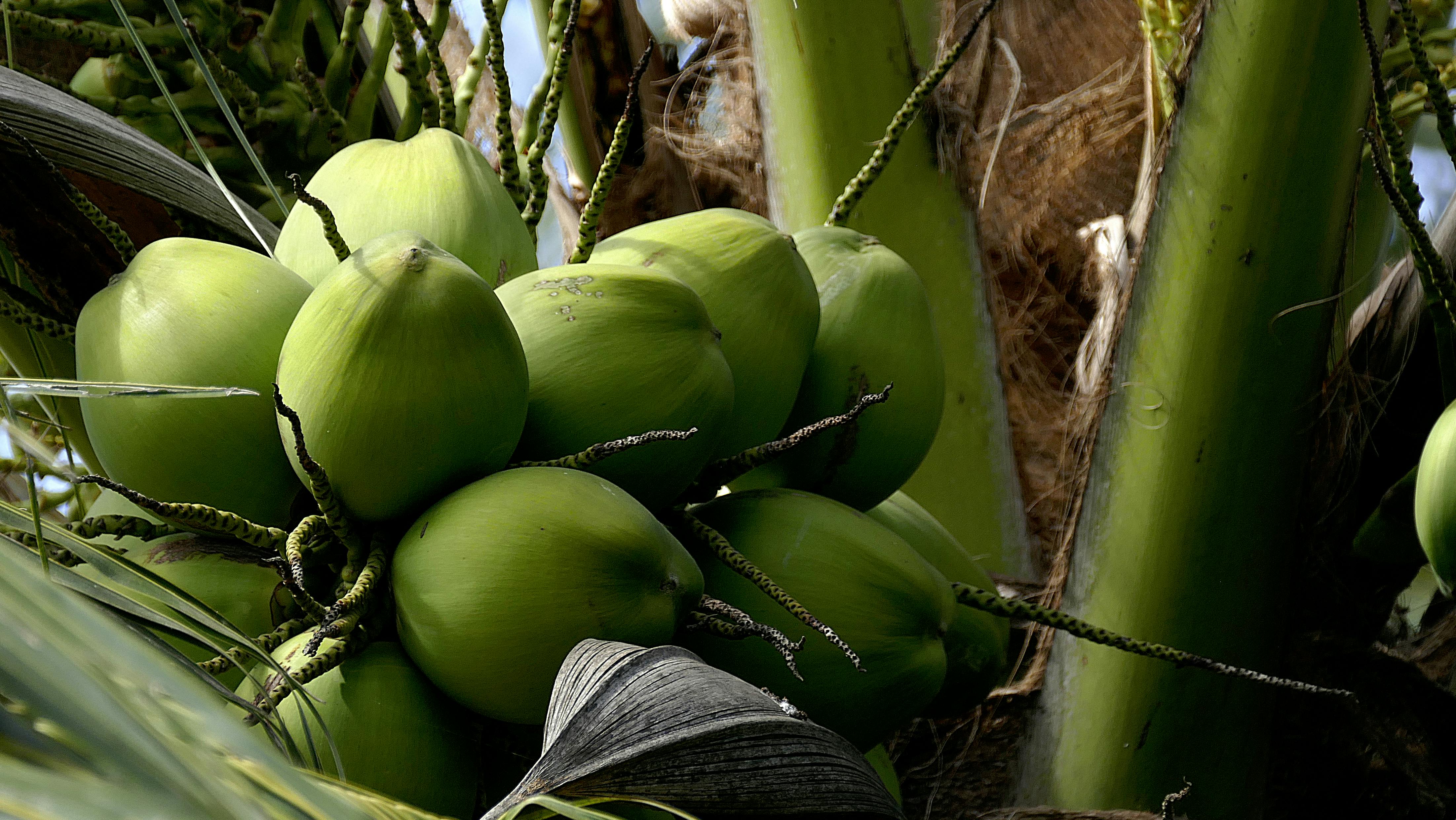 Young Coconut