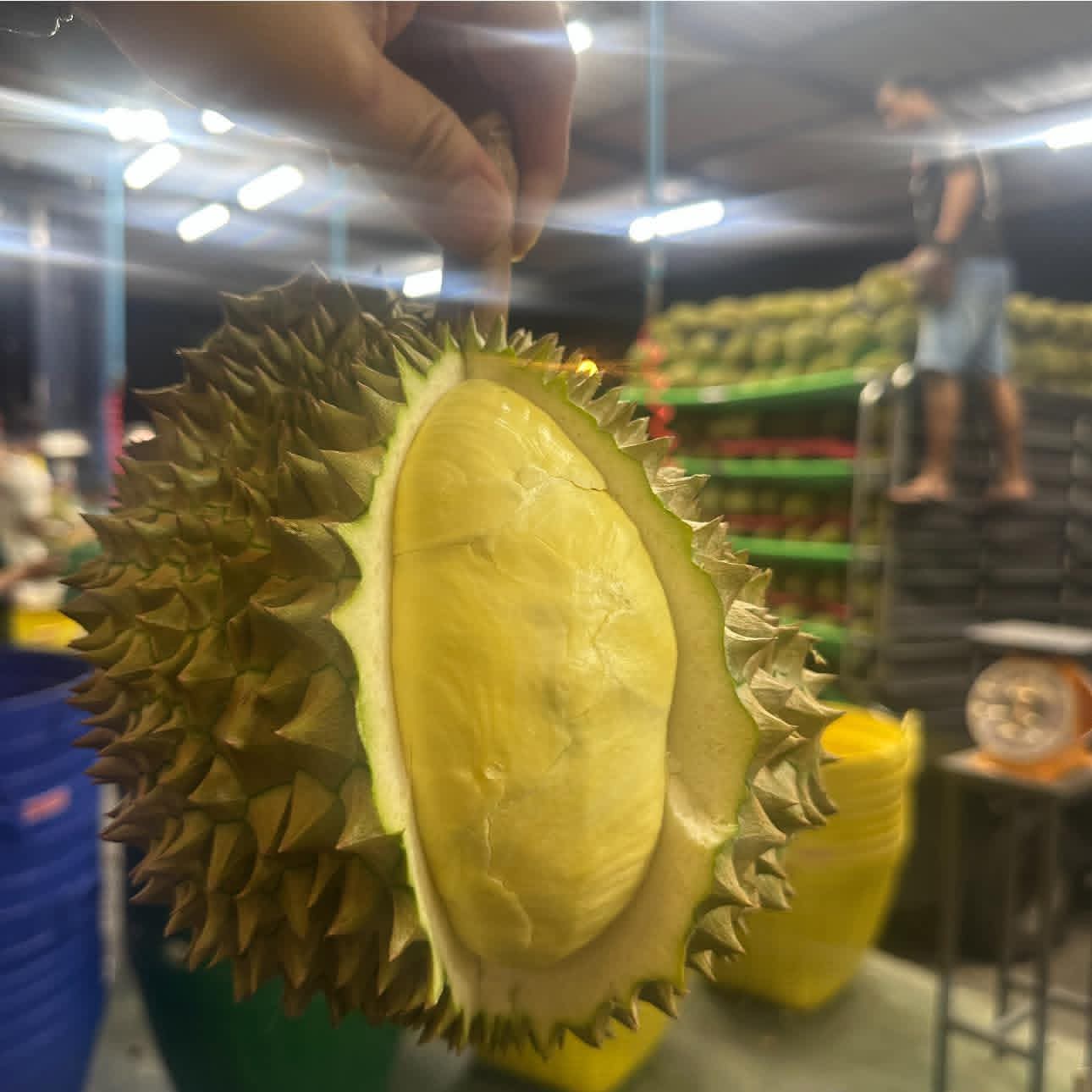 Durian