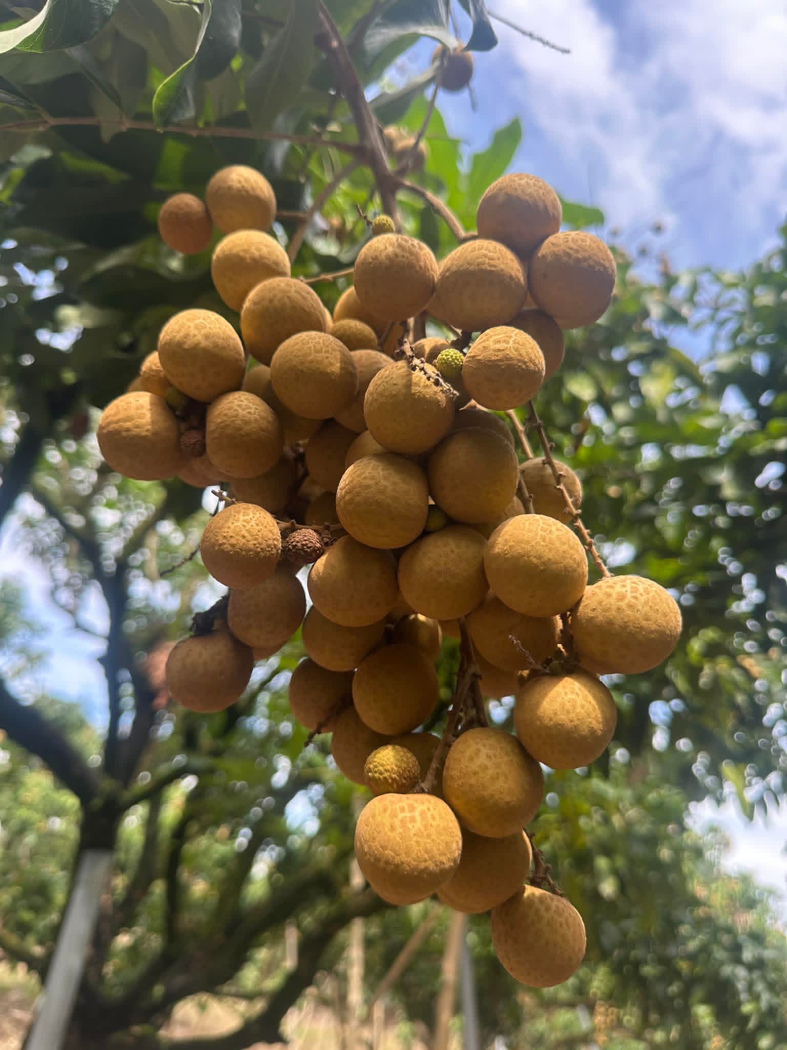 Longan