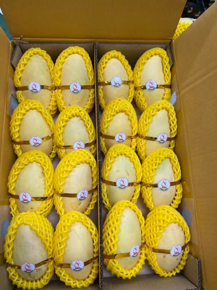 Mango